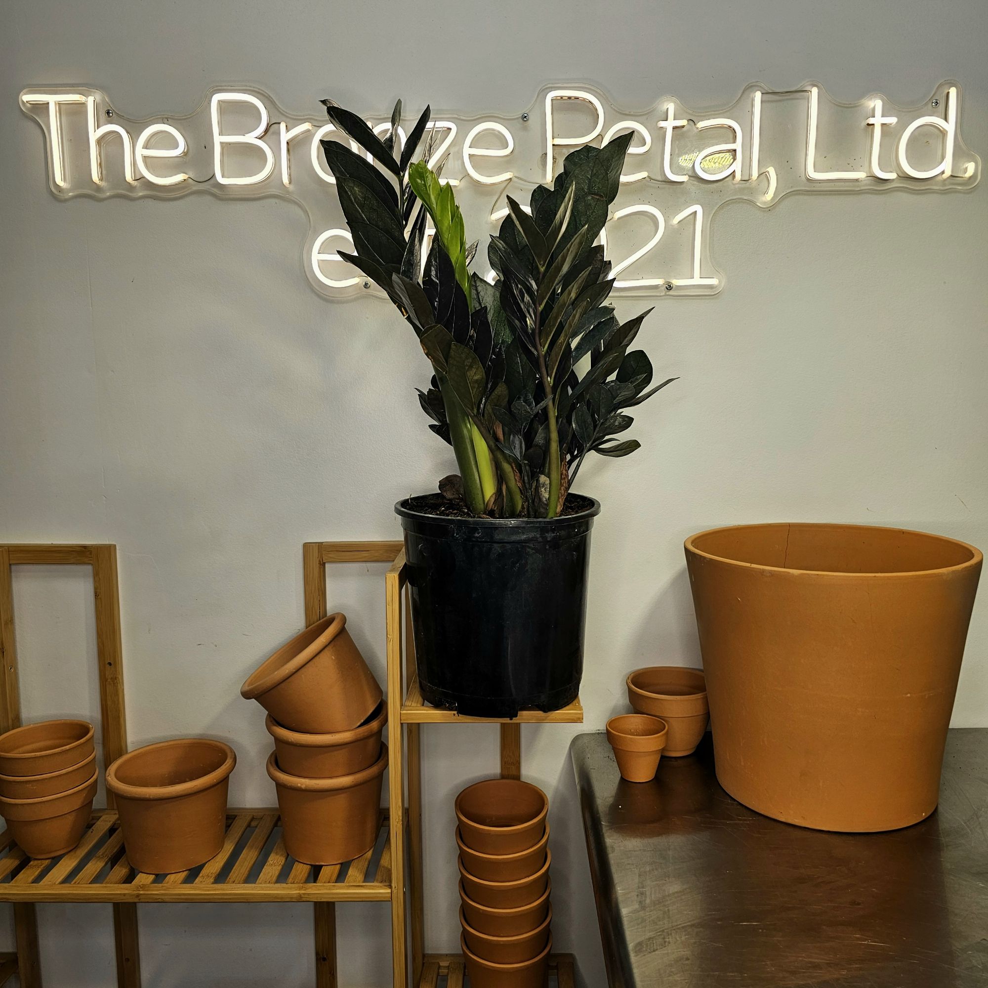 ZZ Plant 'Raven' (Zamioculcas zamiifolia 'Raven')