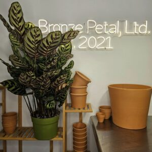 Calathea Makoyana (Peacock Plant) (Goeppertia makoyana - formerly Calathea makoyana)