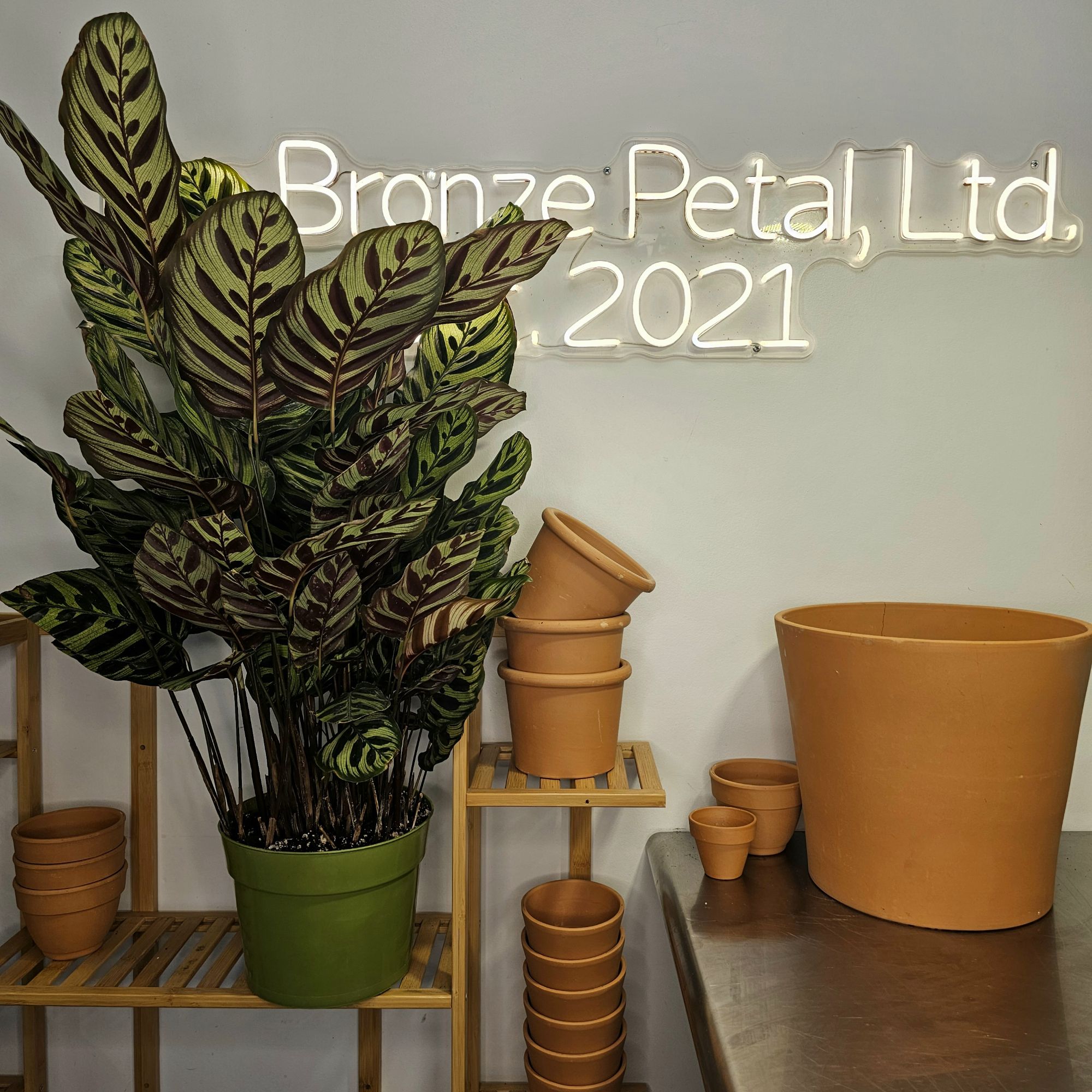 Calathea Makoyana (Peacock Plant) (Goeppertia makoyana - formerly Calathea makoyana)