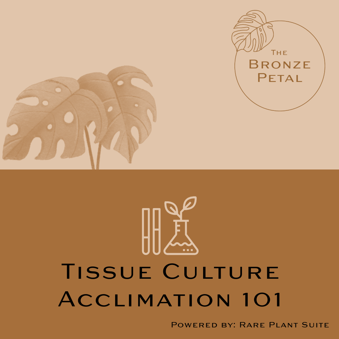 Tissue Culture Acclimation Class 101 (at Colorado Home & Garden Show)