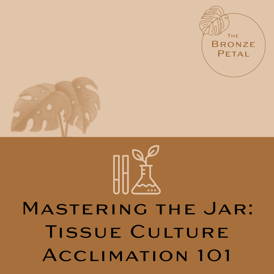 Mastering the Jar: Tissue Culture Acclimation 101