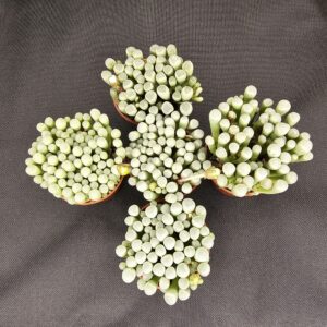 Baby Toes Succulent (Fenestraria rhopalophylla)