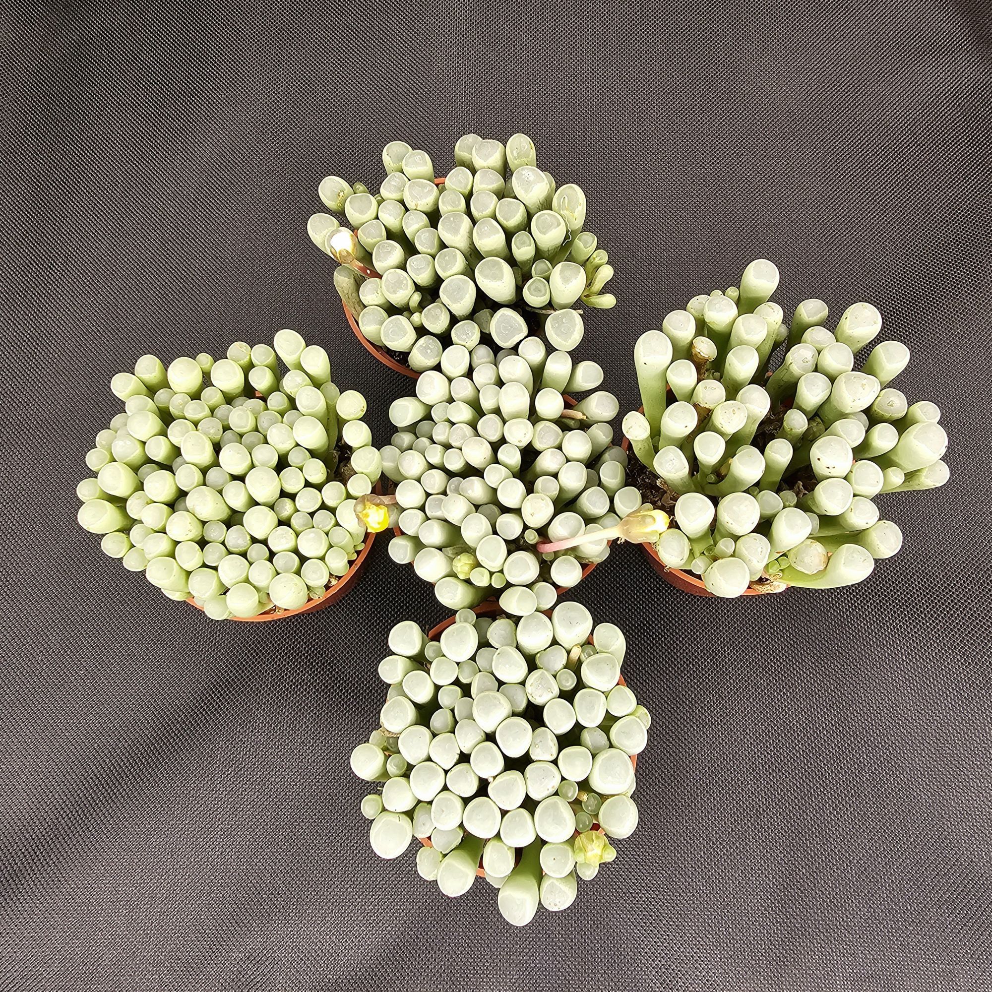 Baby Toes Succulent (Fenestraria rhopalophylla)